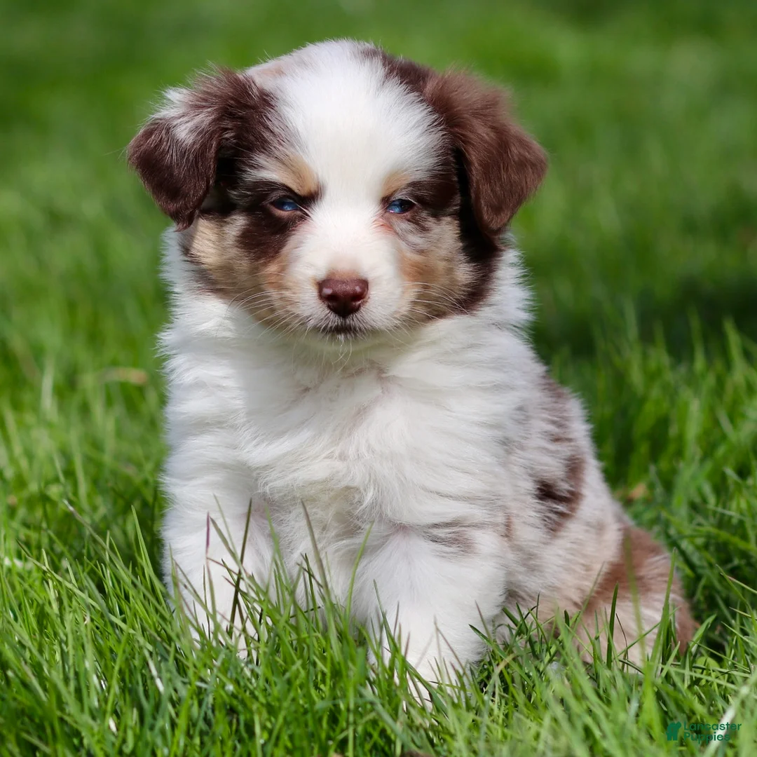 Miniature Australian Shepherd dogs for sale: Jack - Ad 2