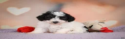 Maltipoo dogs for sale: Carter - Ad 2