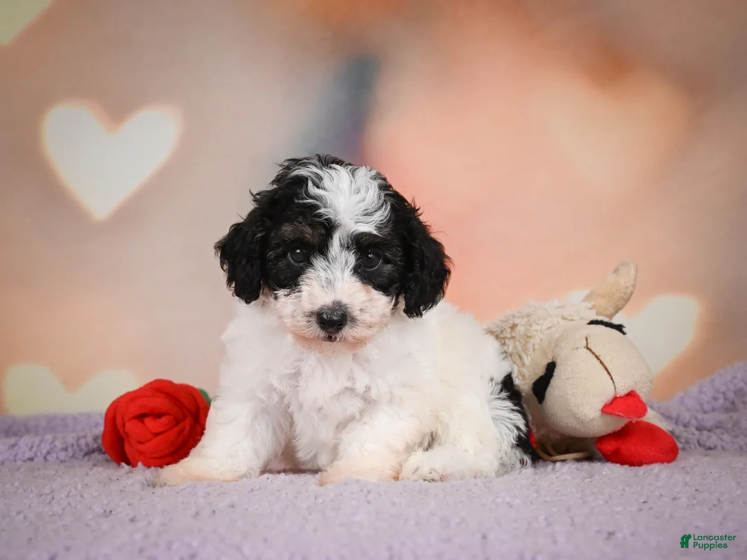 Maltipoo dogs for sale: Carter - Ad 2