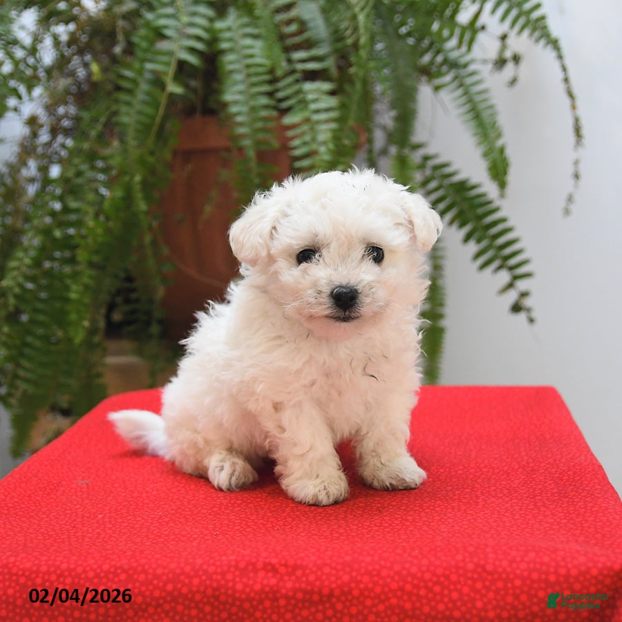 Bichon Frise dogs Fern - Ad 36
