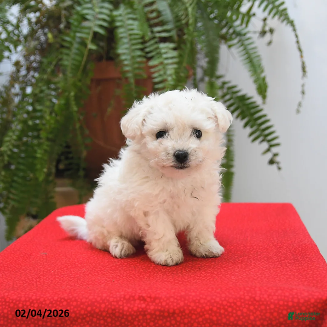 Bichon Frise dogs for sale: Fern - Ad 1