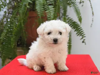 Bichon Frise dogs Fern - Ad 36