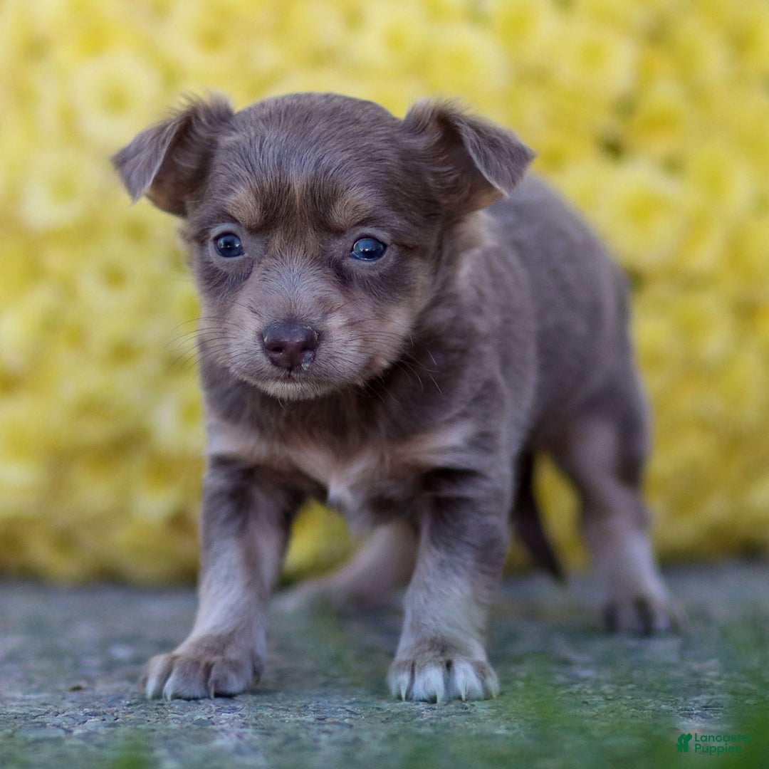 Chihuahua dogs for sale: Pamela - Ad 14