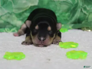 Morkie dogs Julie - Ad 8