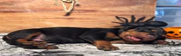 Doberman Pinscher dogs for sale: Spook: European Bloodlines - Ad 5