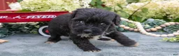 Miniature Schnauzer dogs for sale: Kylo - Ad 3
