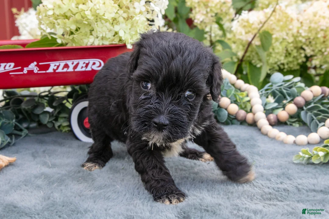 Miniature Schnauzer dogs for sale: Kylo - Ad 3