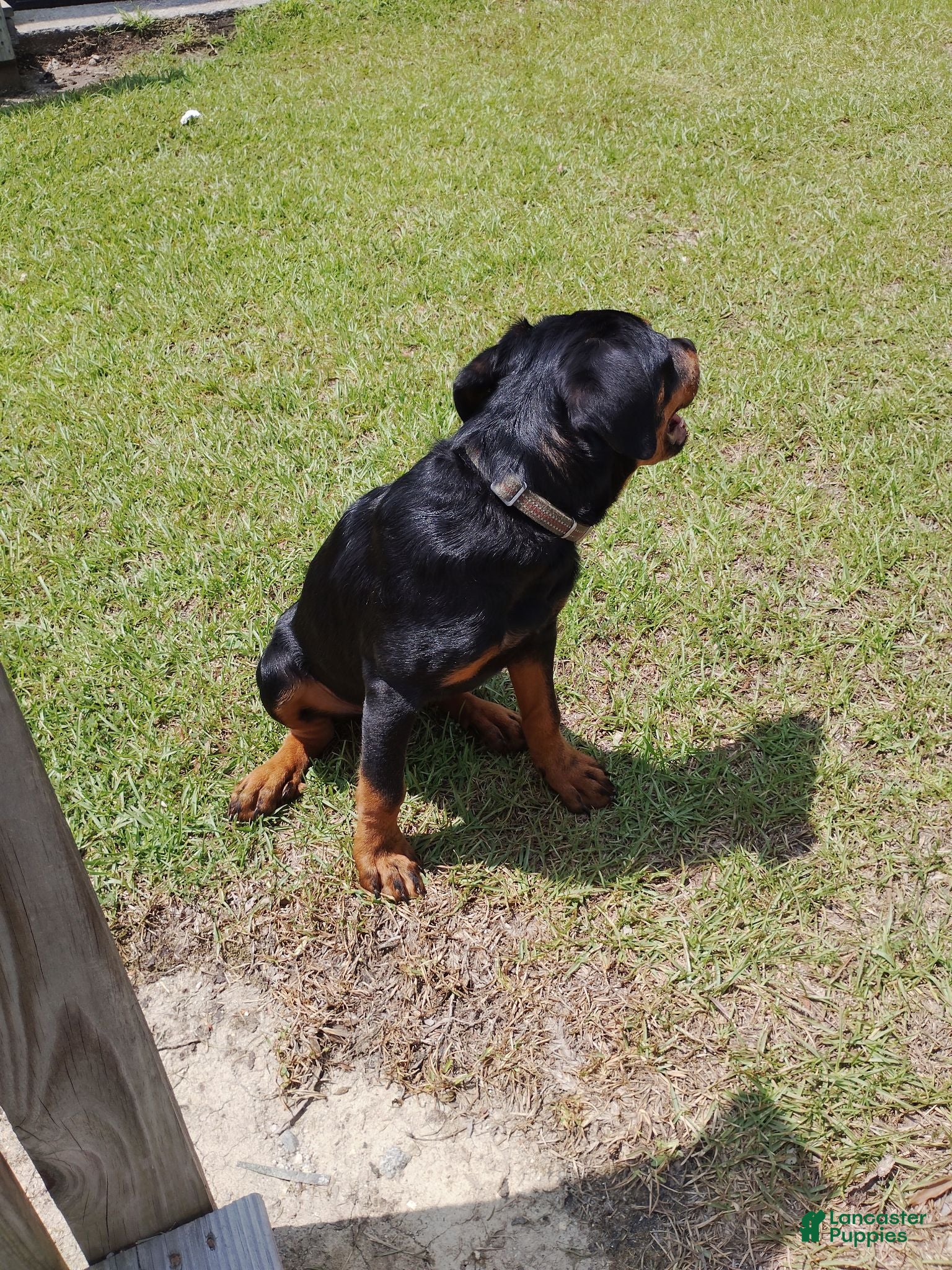 Rottweiler dogs Melina  - Ad 28