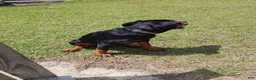 Rottweiler dogs for sale: Melina  - Ad 1