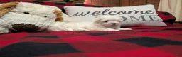 Maltese dogs for sale: Maltese Puppy 1 - Ad 3