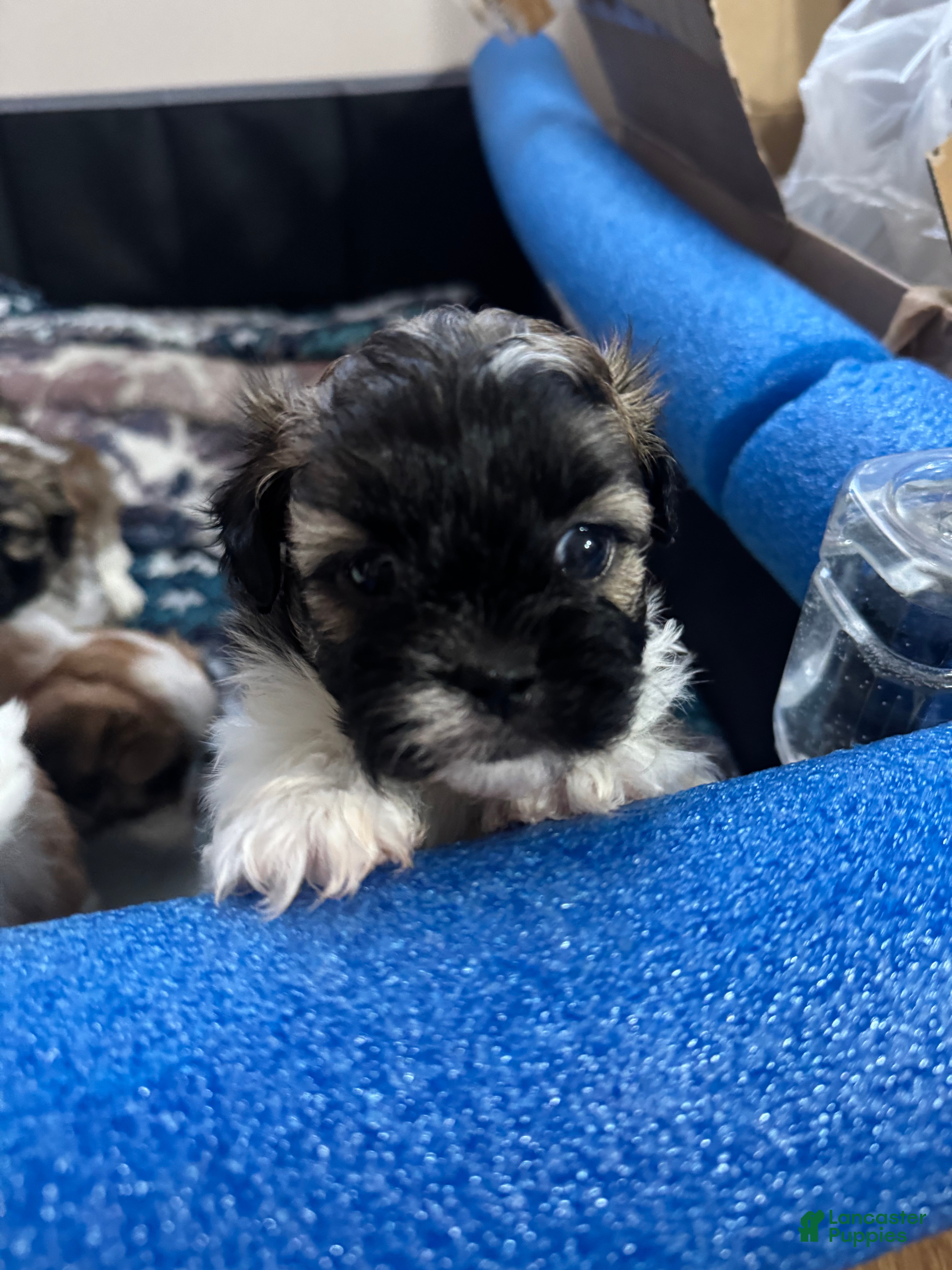 Teddy Bear dogs Blake - Ad 1