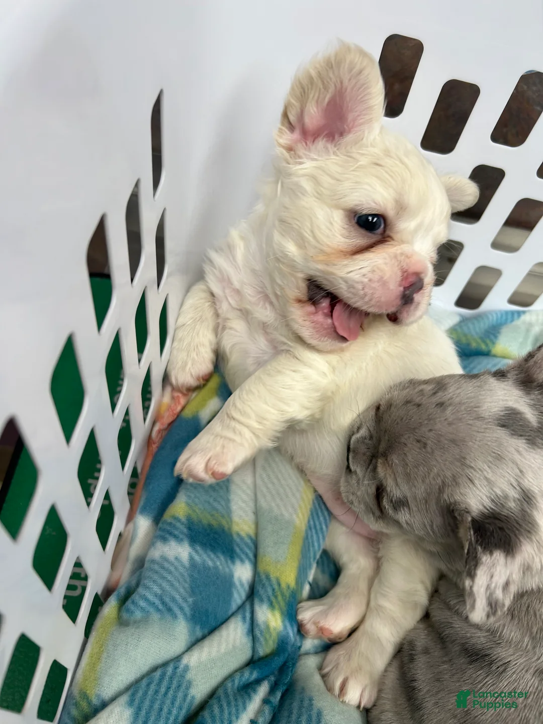 French Bulldog dogs for sale: Ivy - Ad 2
