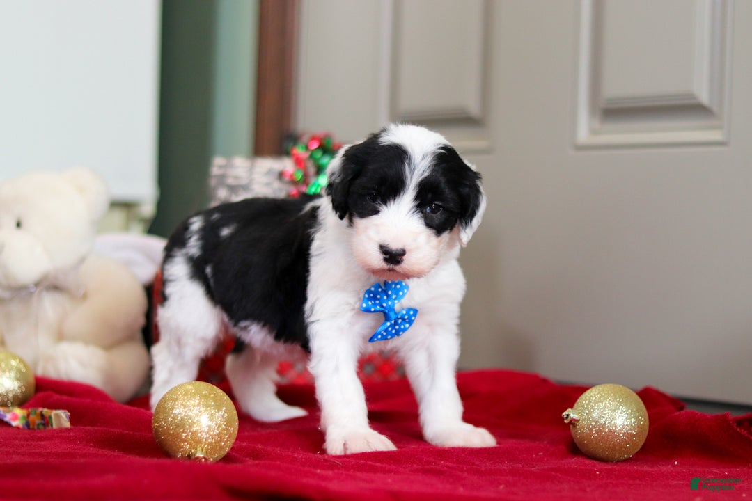Sheepadoodle dogs for sale: Leo - Ad 5