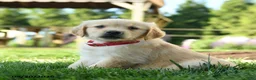 Golden Retriever dogs for sale: Hetty - Ad 1