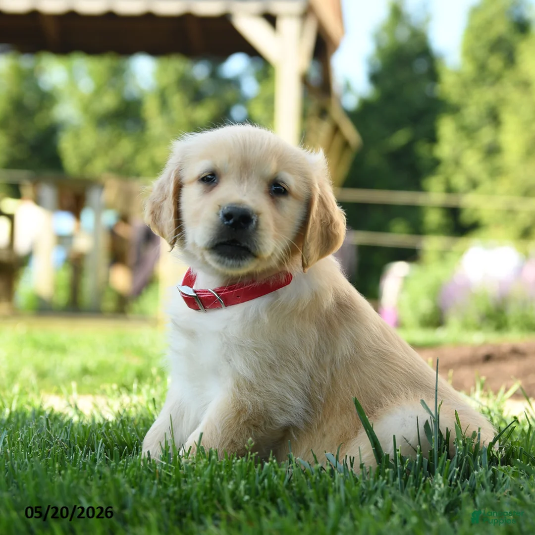 Golden Retriever dogs for sale: Hetty - Ad 1