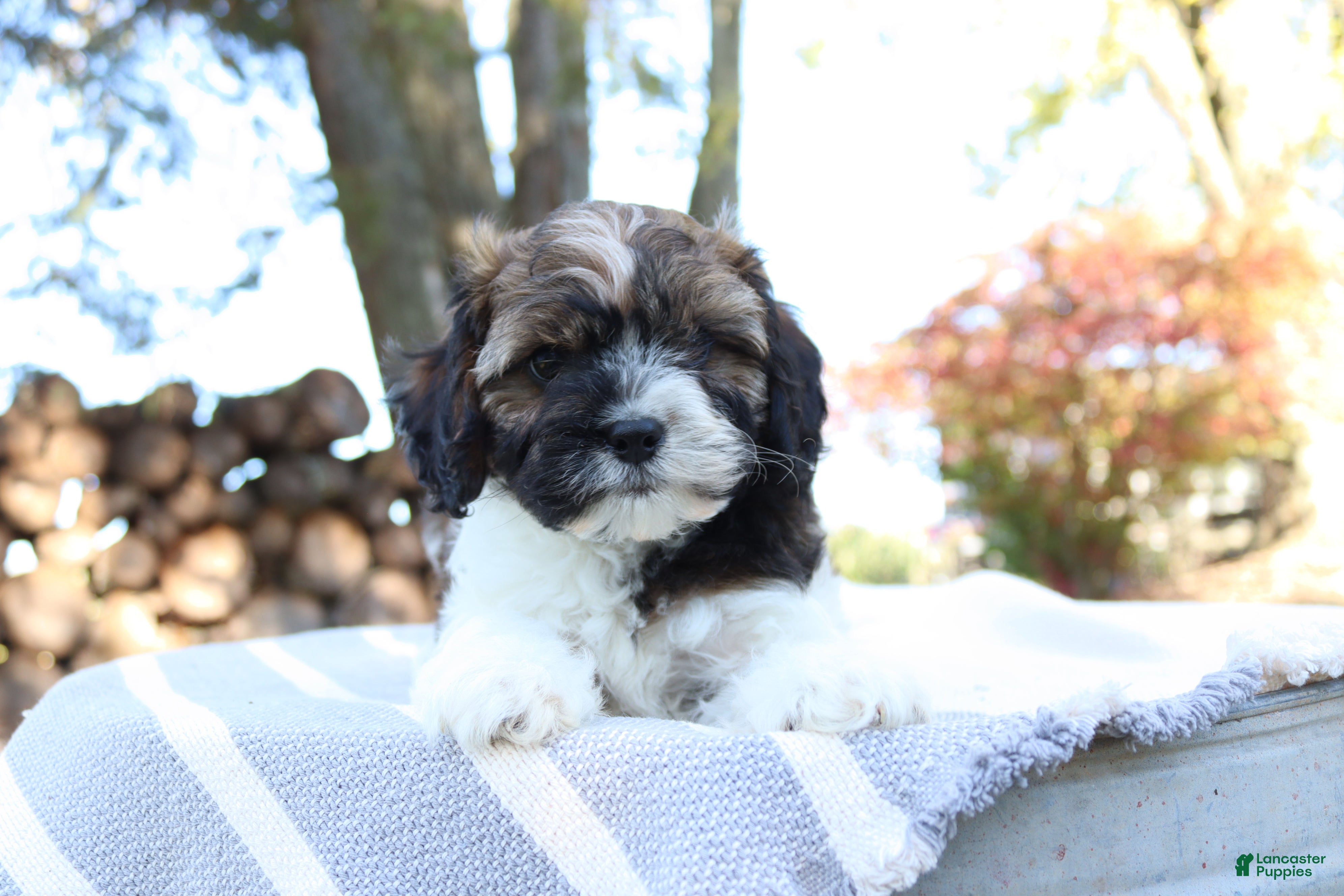 Cavapoo dogs for sale: Hickory - Ad 2