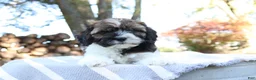 Cavapoo dogs for sale: Hickory - Ad 2