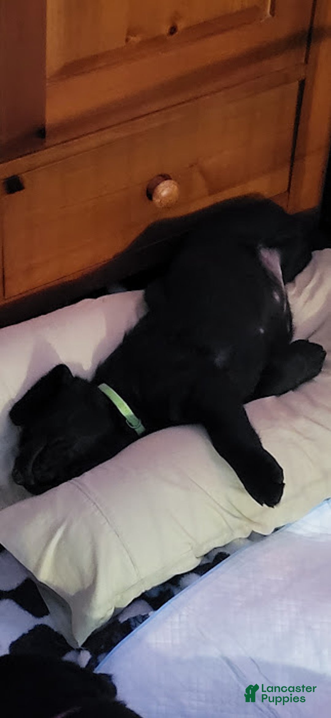 Goldador dogs for sale: Goldador Puppy 2 Lime - Ad 5