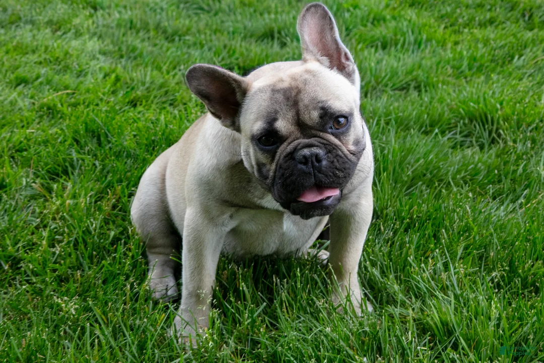 French Bulldog dogs for sale: Lacy - Ad 1