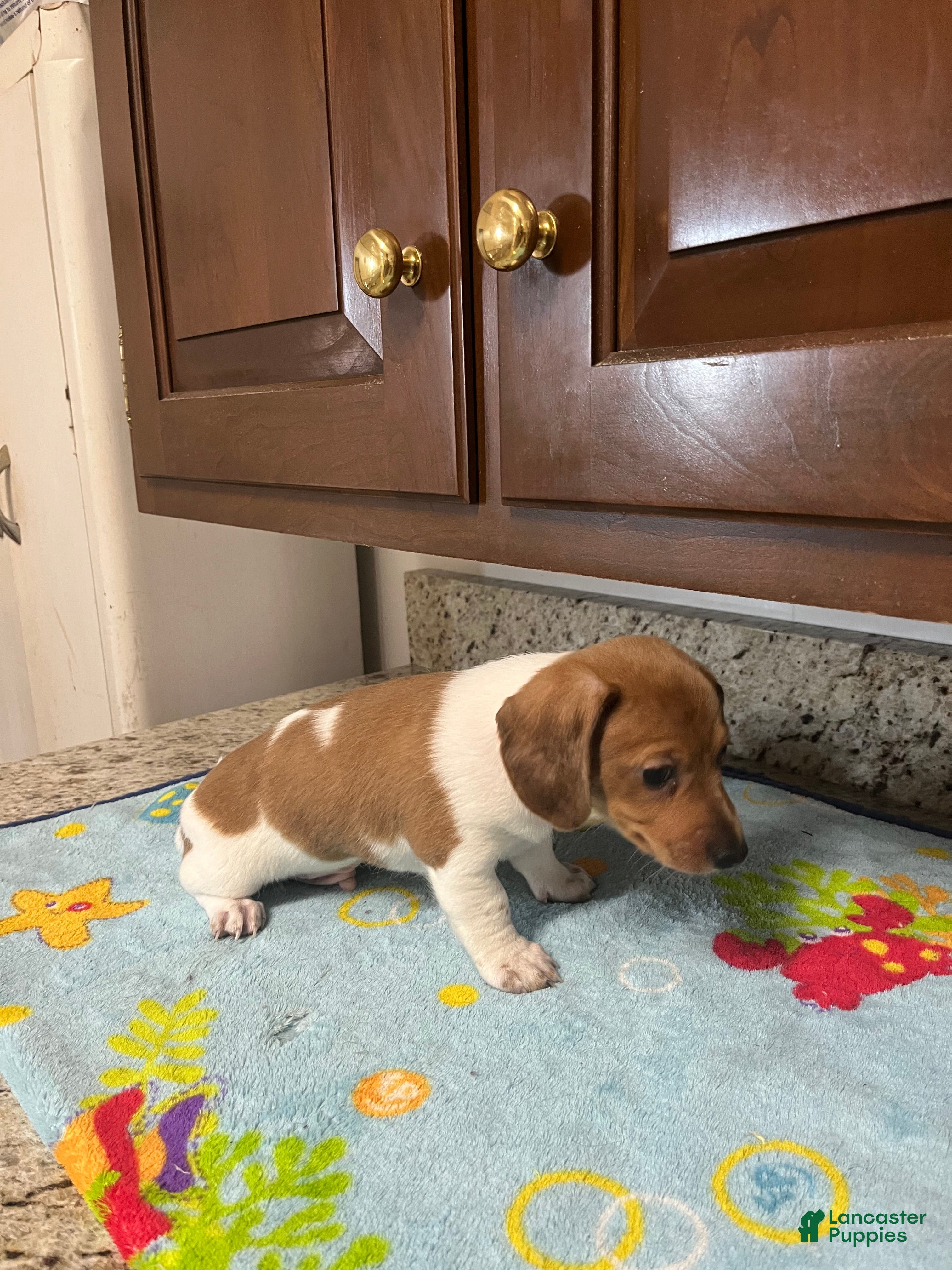 Miniature Dachshund dogs Ayaan  - Ad 2