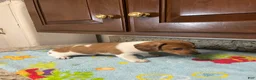 Miniature Dachshund dogs for sale: Ayaan  - Ad 2