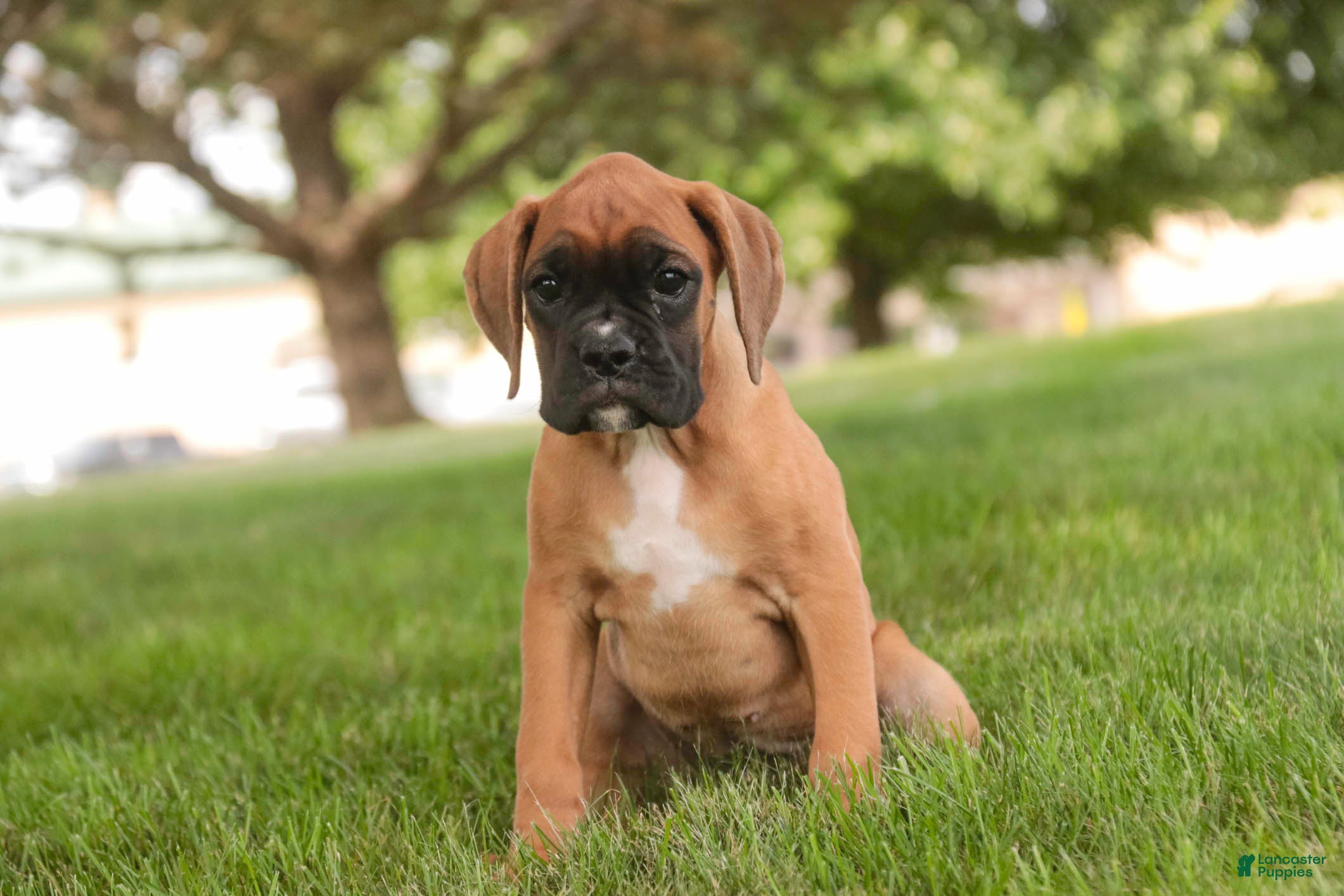 Boxer dogs RIley - Ad 1