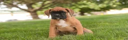Boxer dogs for sale: RIley - Ad 1