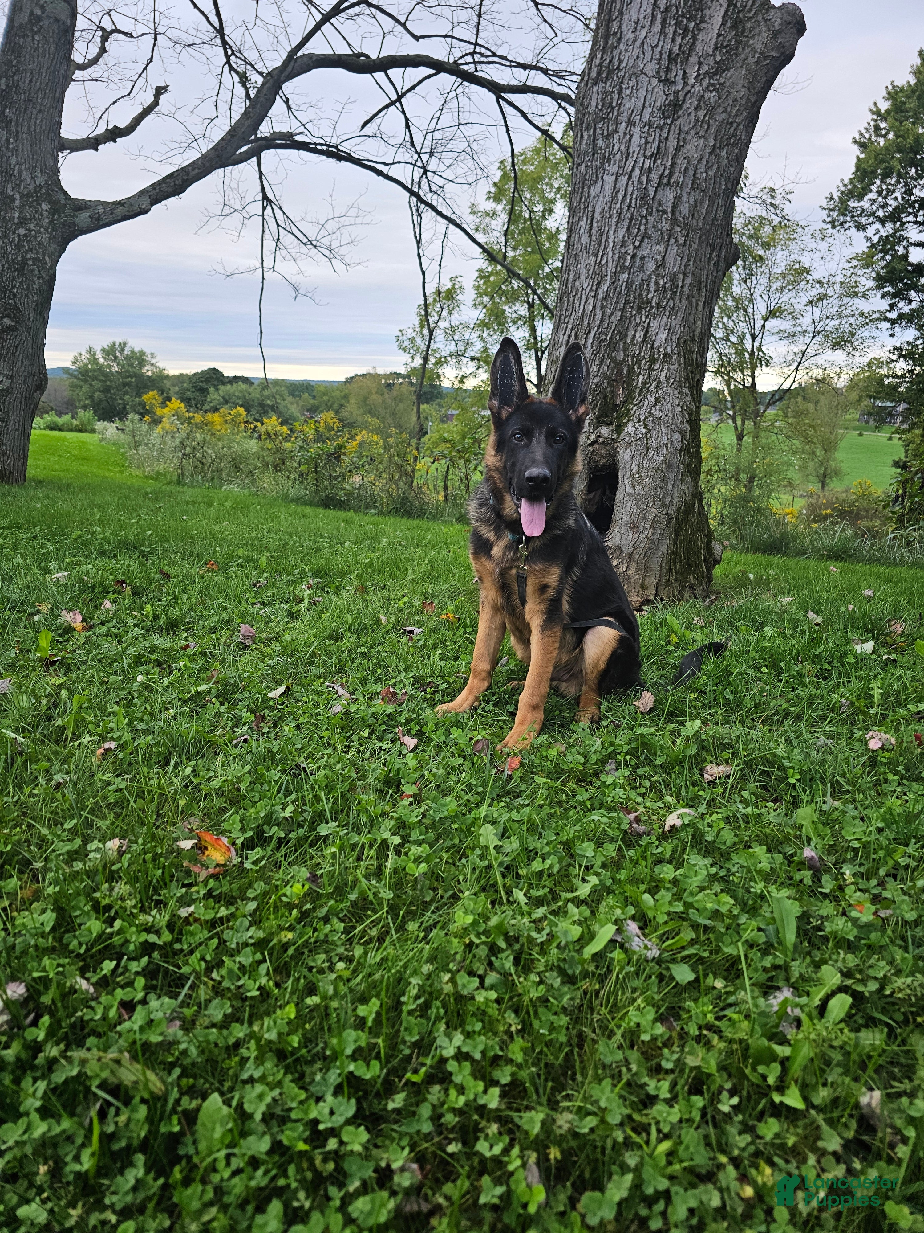 Joe (German Shepherd, Male) in Dundee, OH