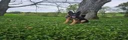 German Shepherd dogs for sale: Joe - Ad 1