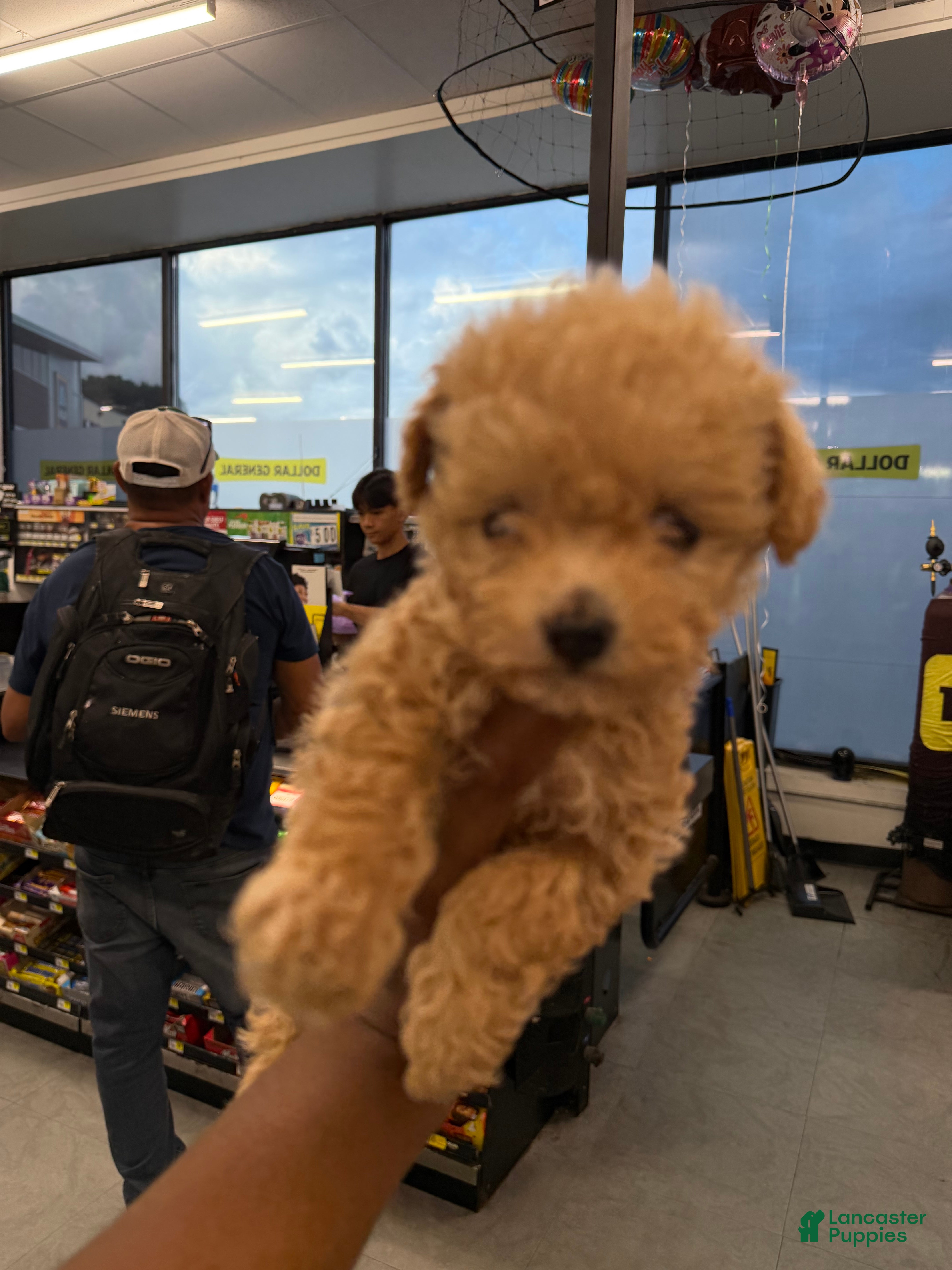 Bichpoo dogs Teacup Rihanna🐾❤️ - Ad 2