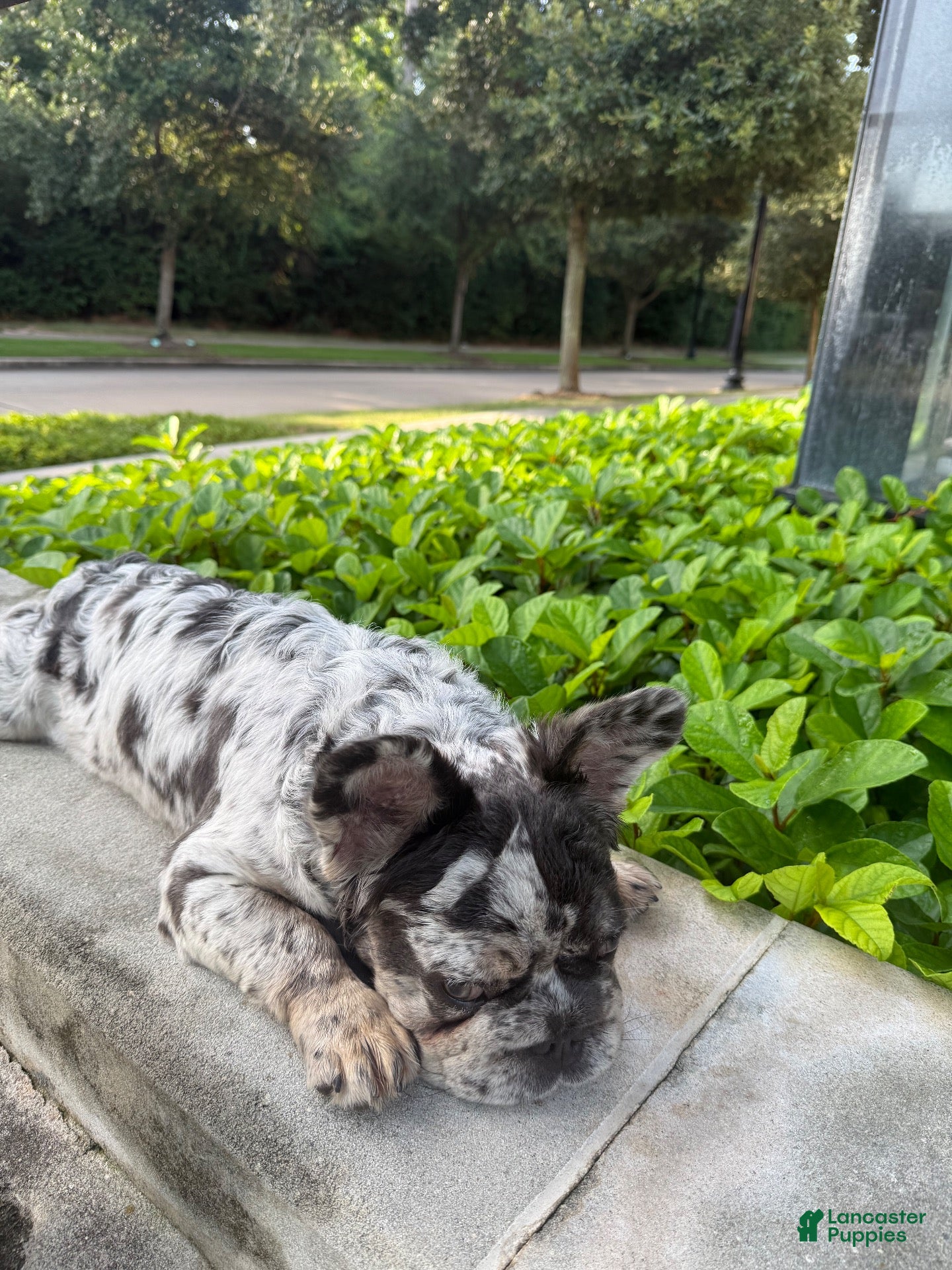 French Bulldog dogs Female fluffy French Bulldog  - Ad 2