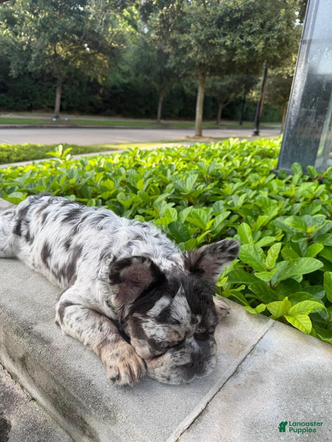 French Bulldog dogs for sale: Female fluffy French Bulldog  - Ad 2