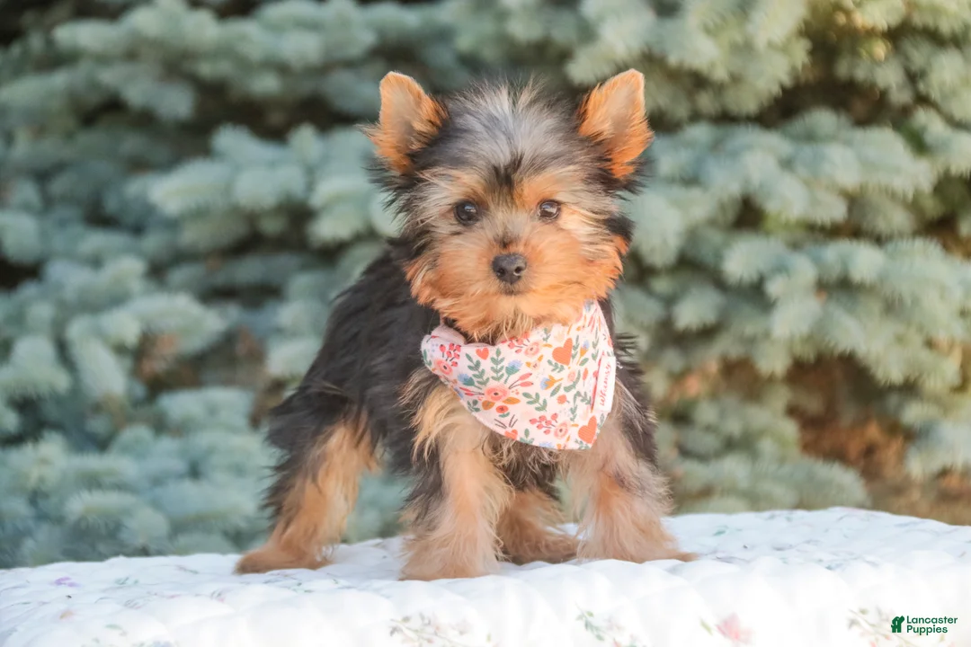Yorkshire Terrier dogs for sale: Aspen - Ad 1
