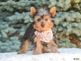 Yorkshire Terrier dogs for sale: Aspen - Ad 2