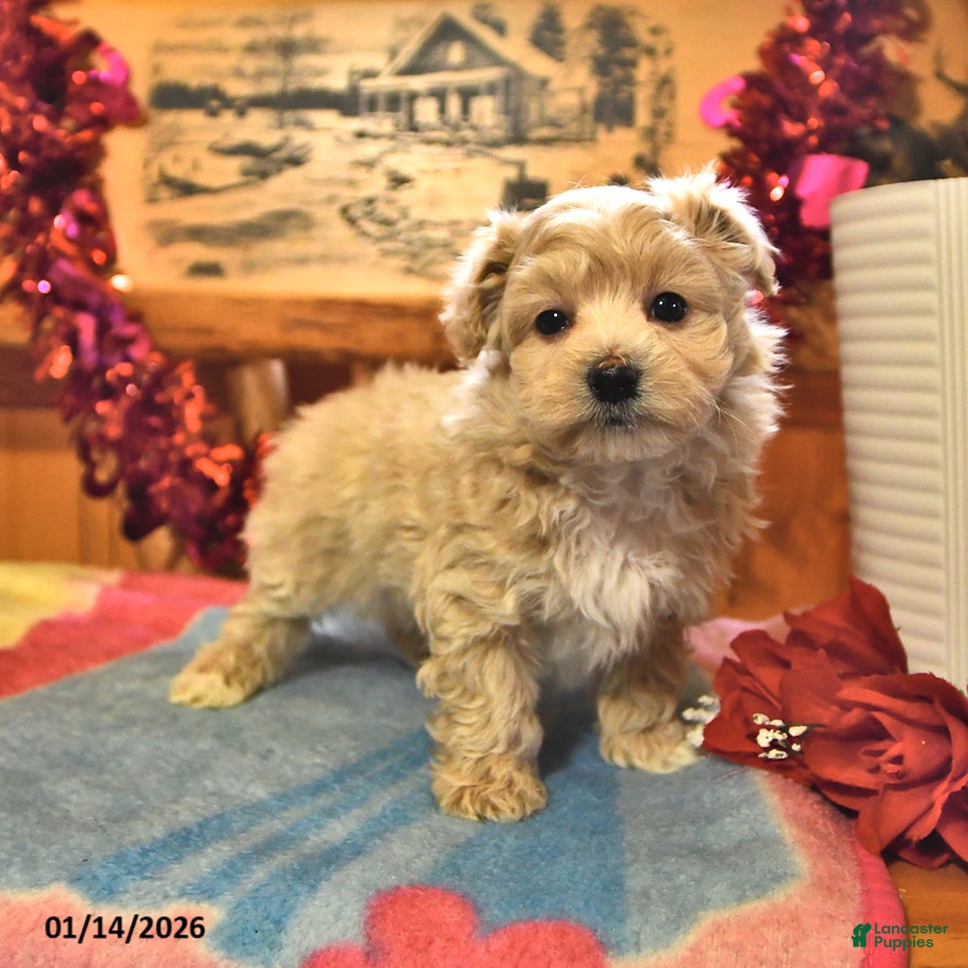Maltipoo dogs for sale: Teddy - Ad 2