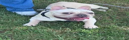 French Bulldog dogs for sale: French Bulldog 1 - Ad 4