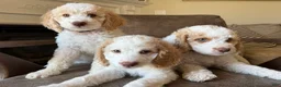 Mini Goldendoodle dogs for sale: Zeus - Ad 2
