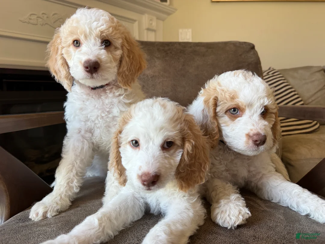 Mini Goldendoodle dogs for sale: Zeus - Ad 2