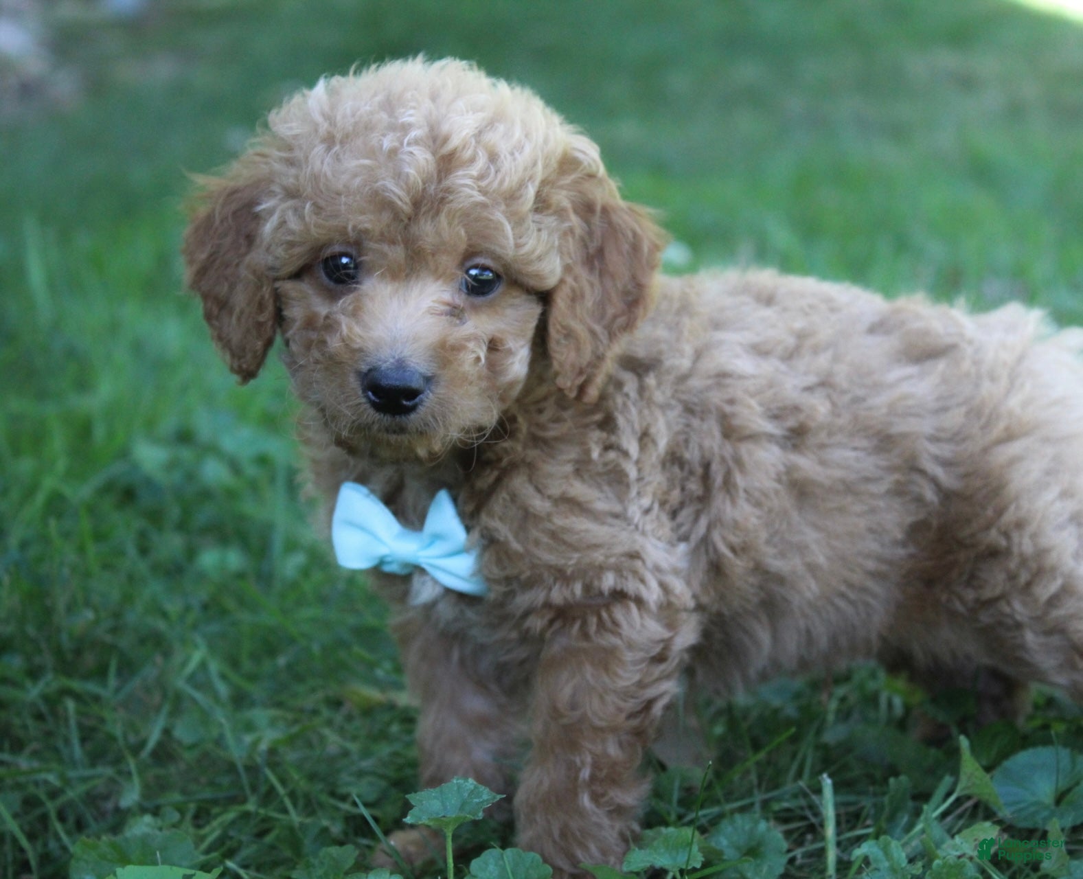 Mini Goldendoodle dogs for sale: Dante 💎 - Ad 1
