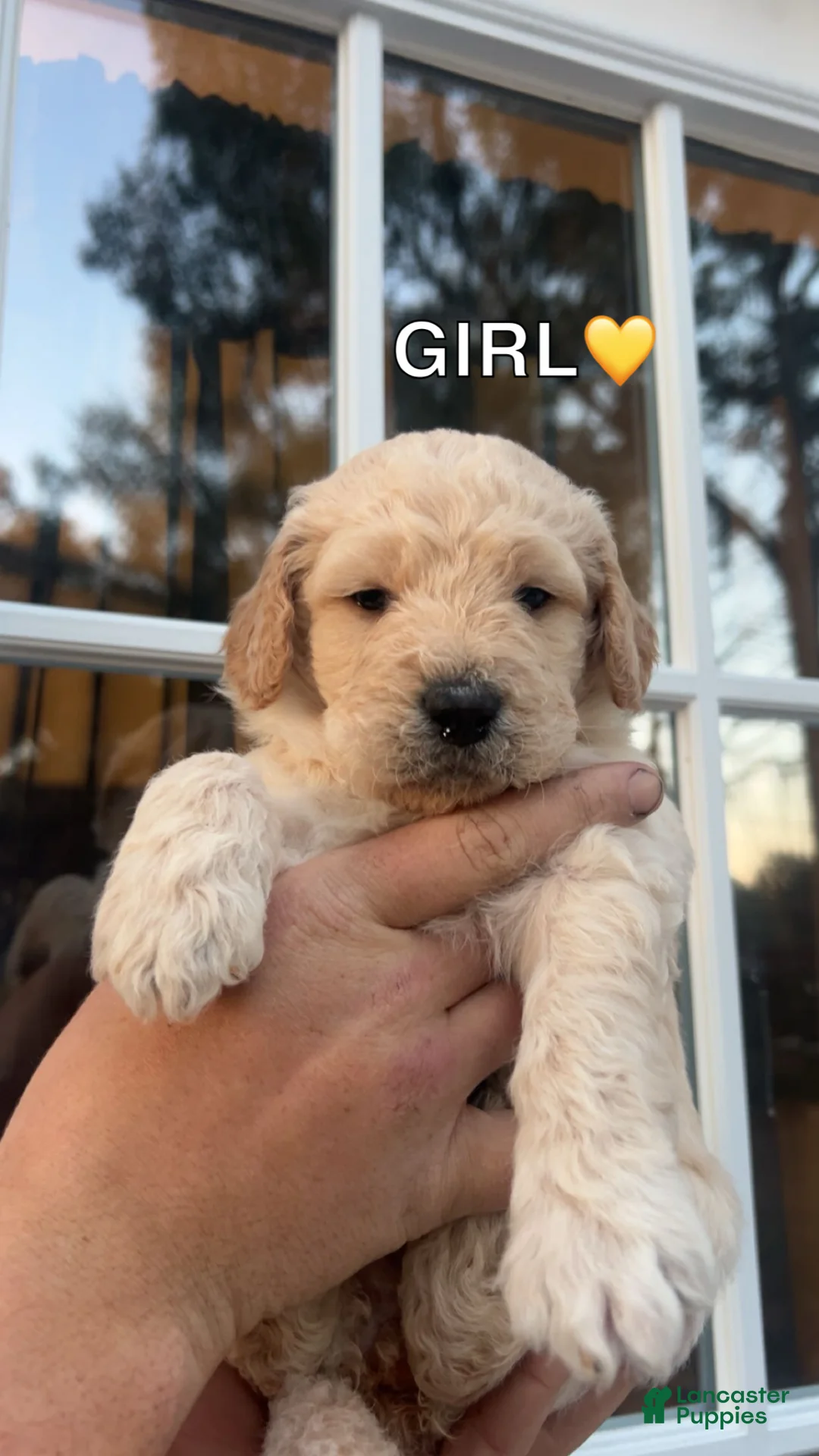 Goldendoodle dogs for sale: Goldendoodle Puppy 1 - Ad 1