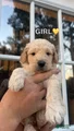 Goldendoodle Puppy 1
