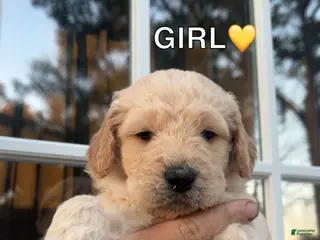 Goldendoodle dogs Goldendoodle Puppy 1 - Ad 6