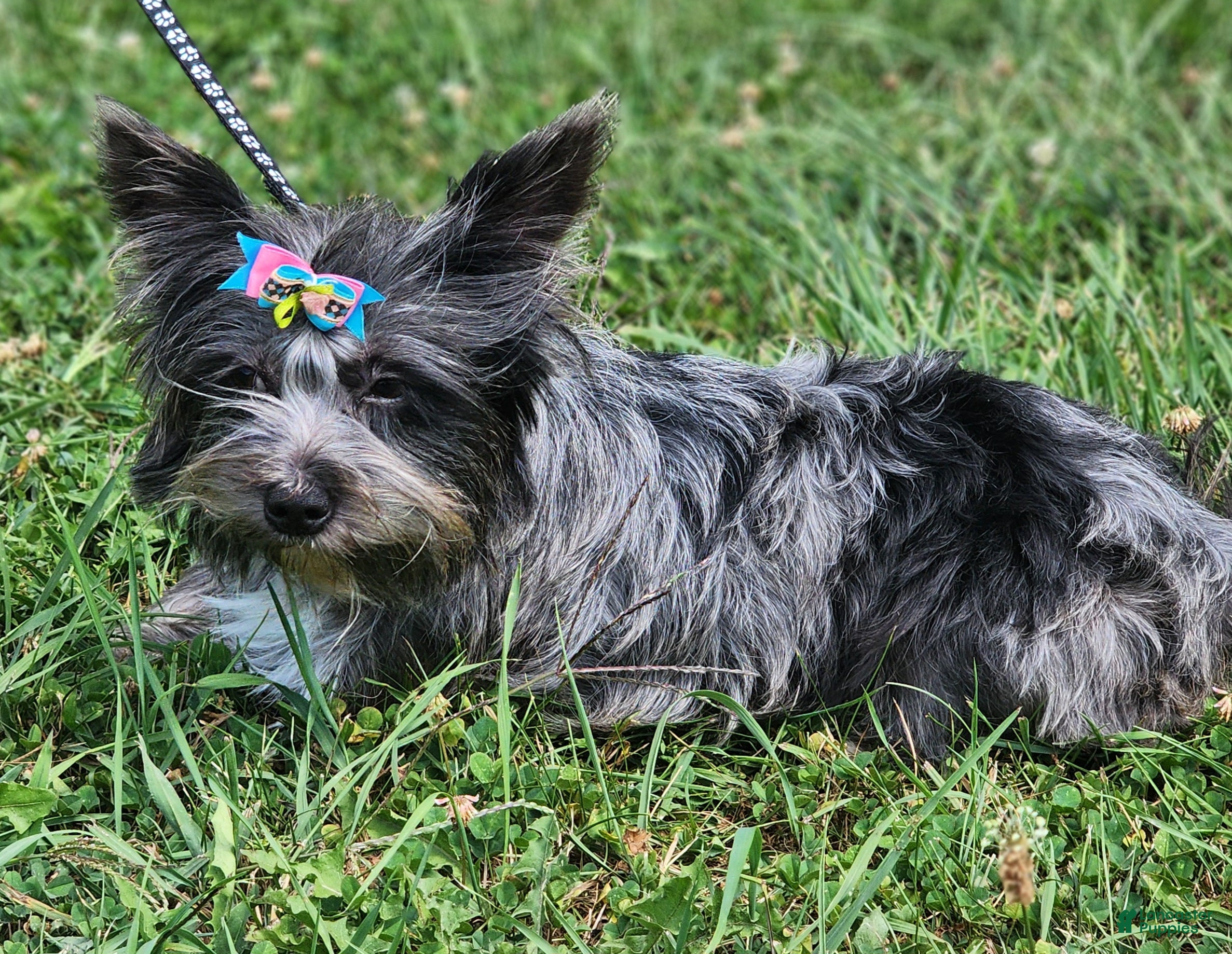 Yorkshire Terrier dogs Yorkshire Terrier Puppy 1 - Ad 33