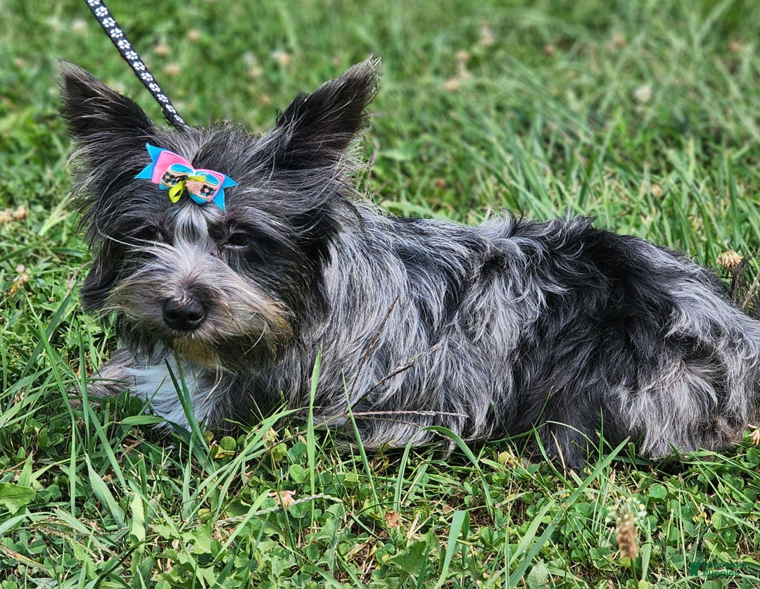 Yorkshire Terrier dogs for sale: Yorkshire Terrier Puppy 1 - Ad 1