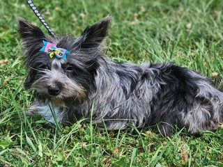 Yorkshire Terrier dogs Yorkshire Terrier Puppy 1 - Ad 15