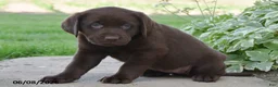 Labrador Retriever dogs for sale: Maddy - Ad 2