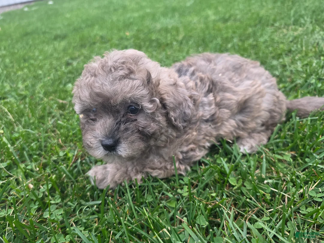 Havapoo dogs for sale: Havapoo Female 1 - Ad 2