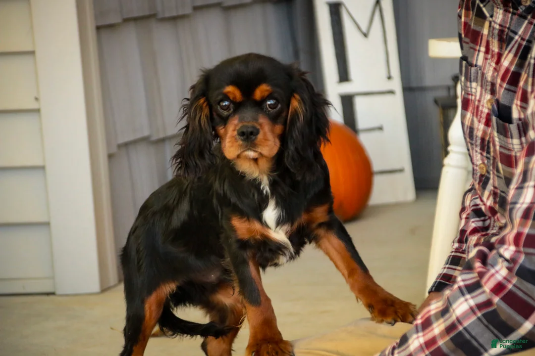 Cavalier King Charles Spaniel dogs for sale: Loki Cavalier King Charles Spaniel - Ad 1
