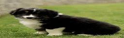 Australian Shepherd dogs for sale: Scout  - Ad 2
