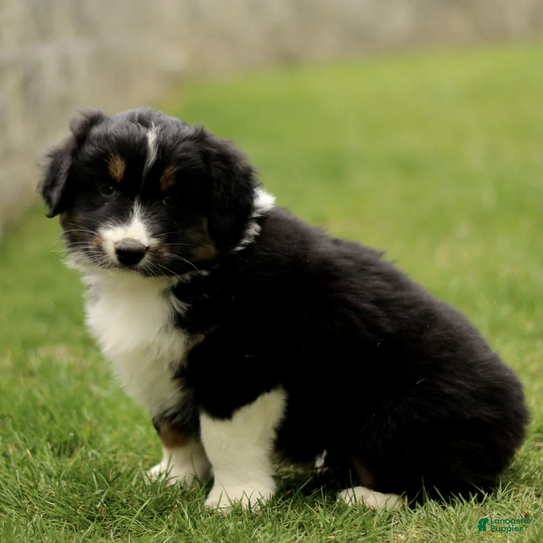 Australian Shepherd dogs for sale: Scout  - Ad 2